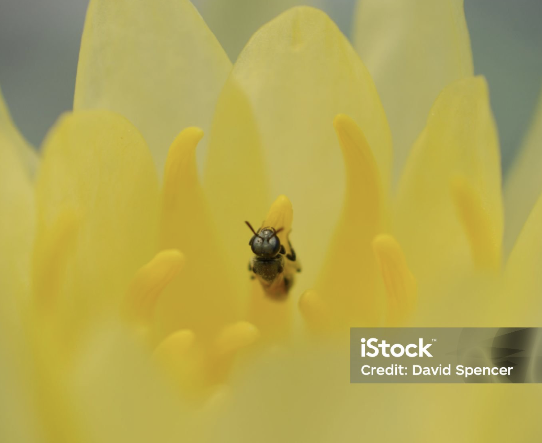 Tiny Bee at Lady Bird Johnson
